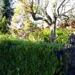 Dornröschen erwacht